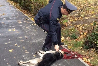 В УВД прокомментировали случай в Речице, когда милиционер застрелил собаку